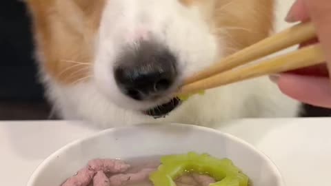 Corgi is the cutest dog eating 1 (2)
