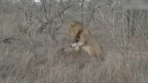 Teasing The Lion, The Hyena Was Suddenly Attacked Tragically And Painfully Disabled