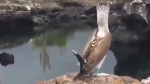 Blue Footed Booby Bird's Unique Walk #shorts #viral #shortsvideo #video