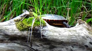 Painted Turtle