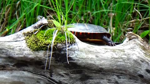 Painted Turtle