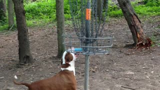 Disc golf doggo