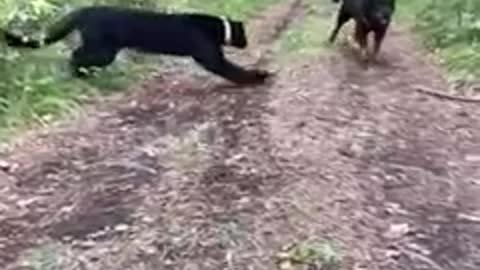 Rottweiler vs black panther 🔥😰 shorts #shorts #pitbull #dog #fight #lover #trending #short