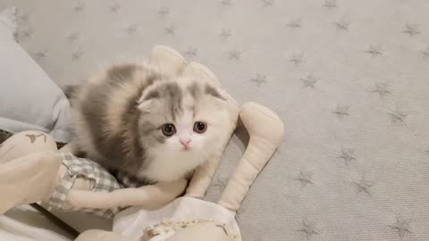 Cute kitten videos short leg cat