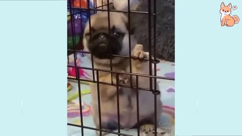 Funny Dog Videos 2023 It's time to LAUGH with Dog's life #1-2