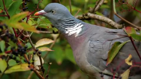 Pigeon Eating