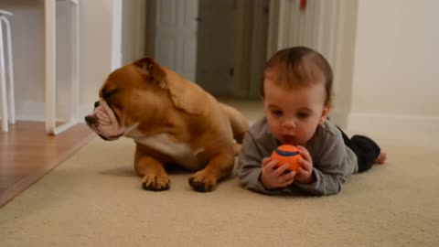 Baby and English bulldog - Baby steals toy from dog