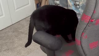 Adopting a Cat from a Shelter Vlog - Cute Precious Piper Situates Herself at Work