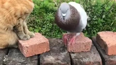 Funny cat and dog 😺🐈 &other animals 🐾 new funniest vedio 2023