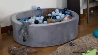 Ball Pit is Pup's Happy Place