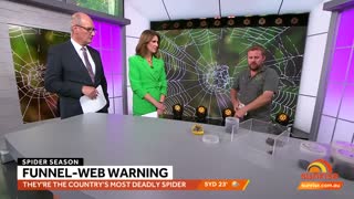 Expert tips as funnel web spider population grows | Sunrise