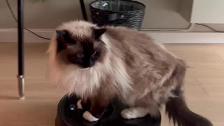 Lazy Cat Rides on Robot Vacuum