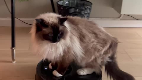 Lazy Cat Rides on Robot Vacuum