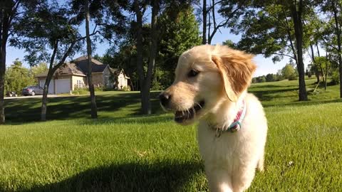 Golden Retriever puppy's first outdoor experience