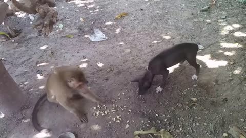 Watch the video of the monkey with the dog flirting, it's a funny scene