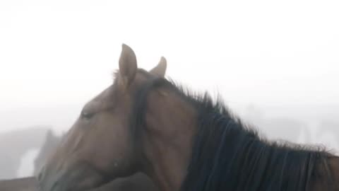 Beauty Of Horses 🐴