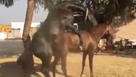 Donkey and horses mating success |||