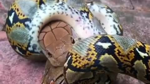 Snake VS Snake