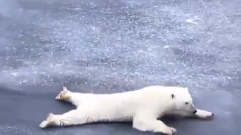 Polar bear practicing physics
