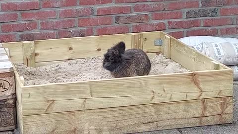Rabbit plays in sandbox for the first time