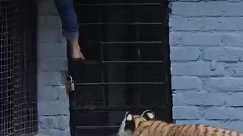 Naughty kid playing with tiger 🐯