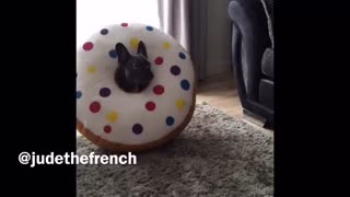 French Bulldog puppy loves his new donut toy