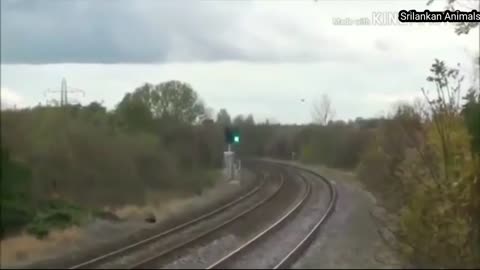 Animals Accident by Train\ Live Run Over Speedy Train Accident Animals in Forest\ Train VS Animals