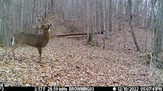 Big buck visiting the grapevine 3rd year in a row.