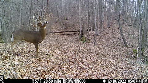 Big buck visiting the grapevine 3rd year in a row.