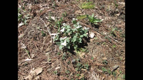 Harbinger Of Spring Snow Trillium April 2023