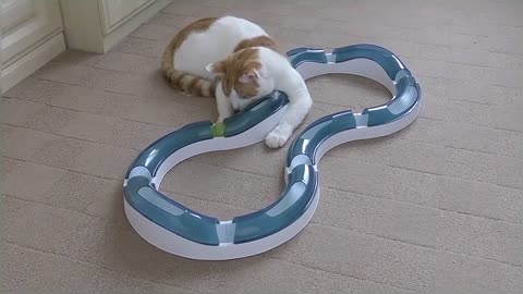 Cat Playing With Catit Design Senses Super Roller Circuit