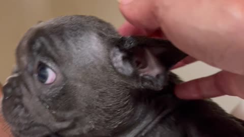 French Bulldog "Lola gets a Bath"