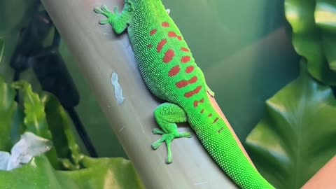 Giant Day Gecko Shedding Green