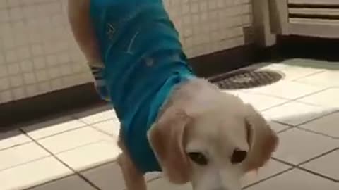 Funny dog playing with balls and walking on front legs