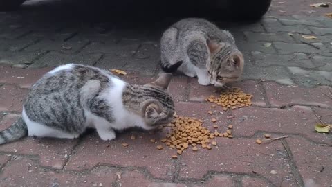 Dozens of cute hungry cats gathered around me when I called to feed the cats