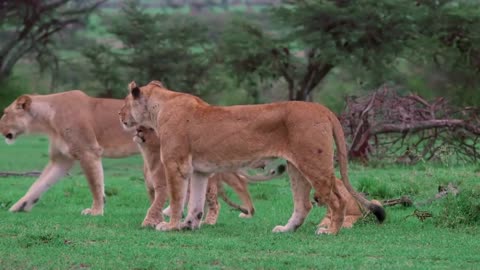 The lioness is one of the best mothers in the animal world