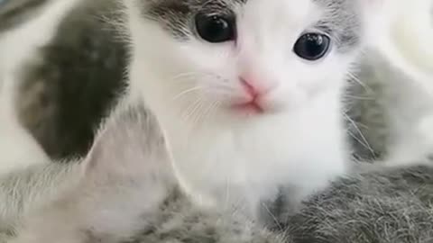 Cute Baby Cats!😍 Cute and Funny Cat Videos #babycat #shorts
