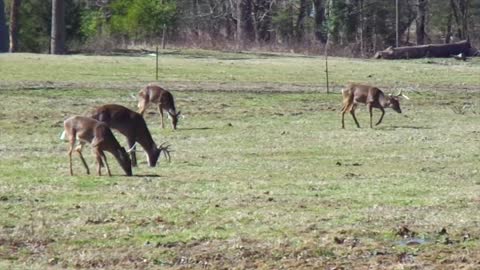 Wild Deer In Park 5