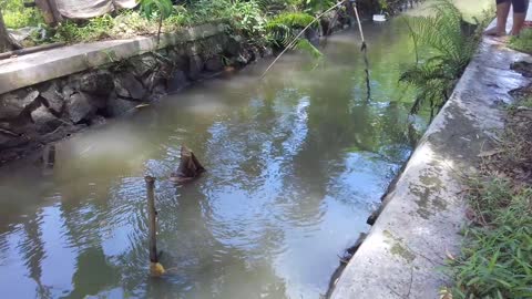 Trapping fish in the river