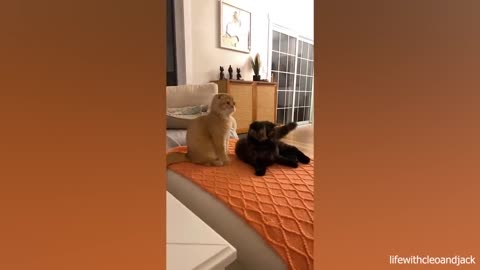 Cat Comedy Central- The Ultimate Funny Cat Video 😺