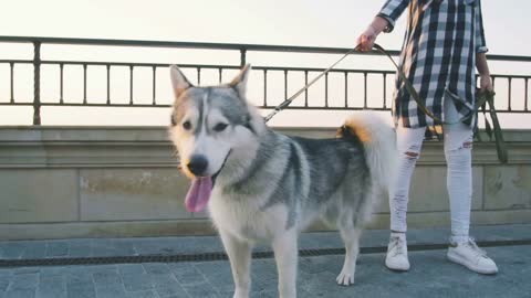 Young female walking with siberian husky dog on sea front at sunrise, slowmo