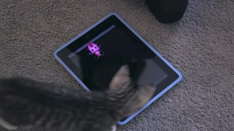 This Is What It Looks Like When Cats Play On An iPad (And Why They Should)