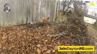 Bodycam footage shows foot chase of rooster who flew the coop