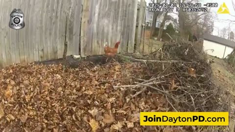 Bodycam footage shows foot chase of rooster who flew the coop