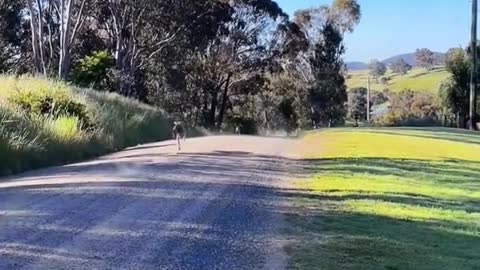 Kangaroo vs Dog run