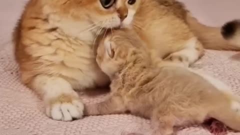 Cute kitten