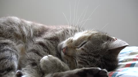 Cute Cat Is Having a Sweet Dream