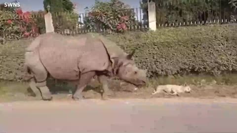 Panicked dog flees in fear after being woken up by huge rhino