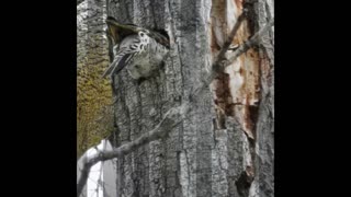 Northern Flicker