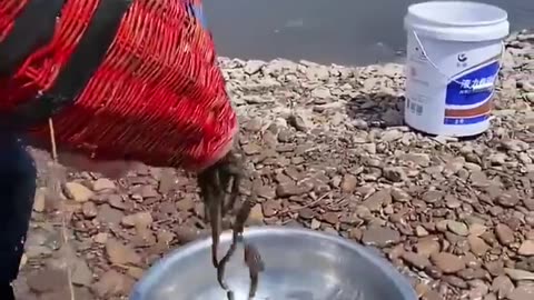 Simple Primitive Technology Used in a Fish Trap